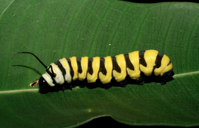 Figura 4. Vista lateral <i>Lycorea atergatis</i> (Nymphalidae), larva en último estadío 39 mm. Foto: 18/marzo/2006.  
Voucher: 06-SRNP-21007-DHJ411797.jpg.
