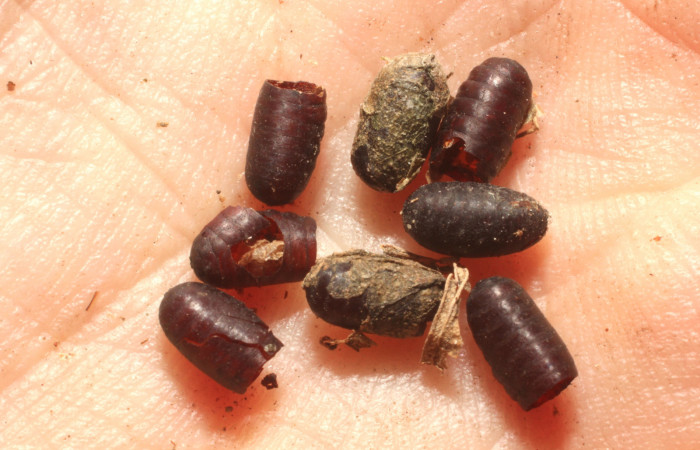 Figura 9. Mostrando los parásito de tachinidWood02 Wood01 (Tachinidae), de la larva <i>Lycorea atergatis</i> (Nymphalidae). Foto 30 julio 2015. Voucher: 13-SRNP-56304-DHJ804792.jpg.