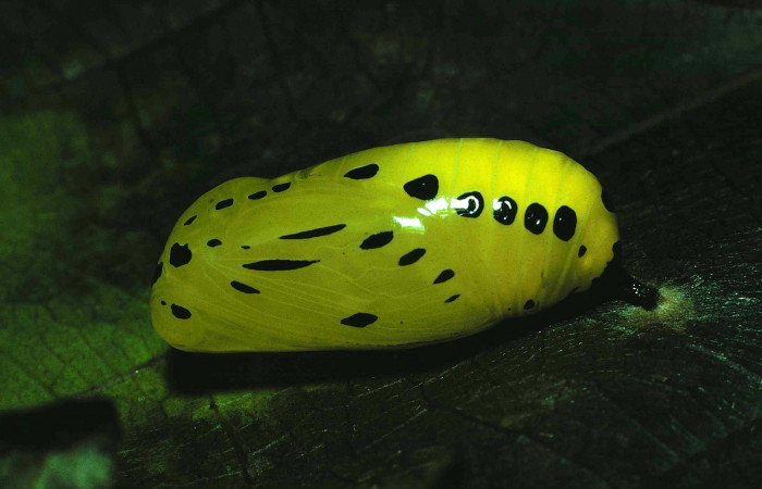 Figura 6. Pupa de <i>Lycorea atergatis</i> (Nymphalidae). Pupa lateral 21 mm. Foto 27/Junio/1981. Voucher: 81-SRNP-459-DHJ2535.jpg.