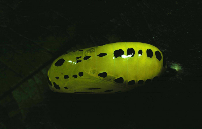 Figura 7. Pupa de <i>Lycorea atergatis</i> (Nymphalidae). Pupa dorsal 21 mm. Foto 27/Junio/1981. Voucher: 81-SRNP-459-DHJ2536.jpg.