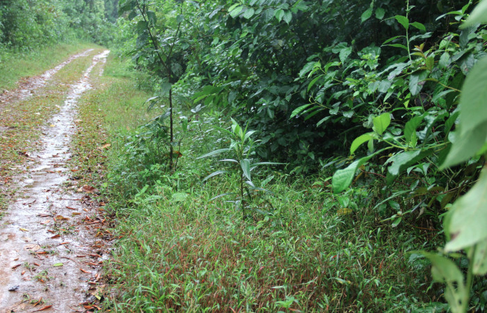 Figura 10. Planta hospedera <i>Ficus insipida</i> (Moraceae) de <i>Lycorea atergatis</i> (Nymphalidae) creciendo orilla del camino.
Foto: Freddy Quesada, 15 enero 2019.
