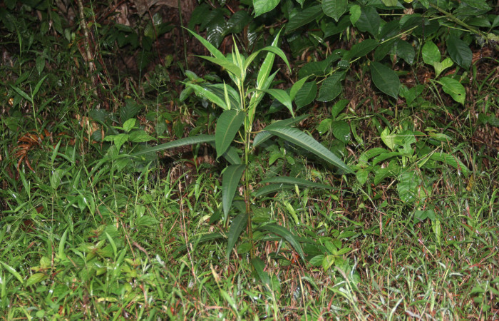 Figura 11. Planta hospedera <i>Ficus insipida</i> (Moraceae) de <i>Lycorea atergatis</i> (Nymphalidae).
Foto: Freddy Quesada, 15 enero 2019.