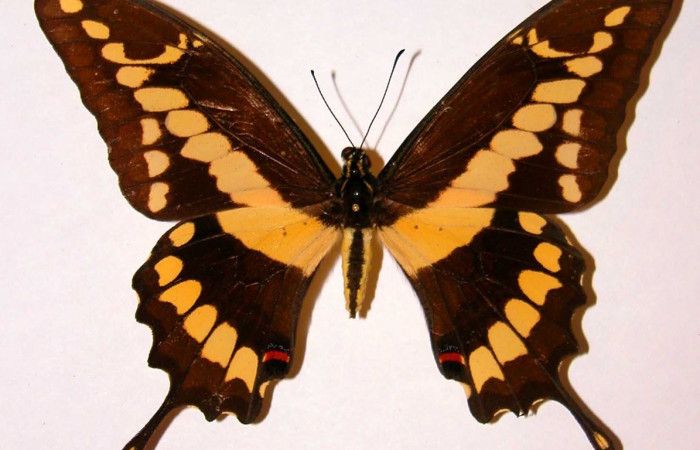 Fig. 1 Vista dorsal de la hembra <i>Heraclides cresphontes</i> (Papilionidae) (92-SRNP-2738-DHJ38760).
