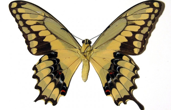Fig. 4 Vista ventral del macho <i>Heraclides cresphontes</i> (Papilionidae) (98-SRNP-11855-DHJ97393).