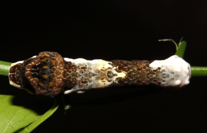 Fig. 6 Vista dorsal de oruga <i>Heraclides cresphontes</i> (Papilionidae) sobre <i>Citrus limon</i> (introducido) (14-SRNP-42909-DHJ708909).