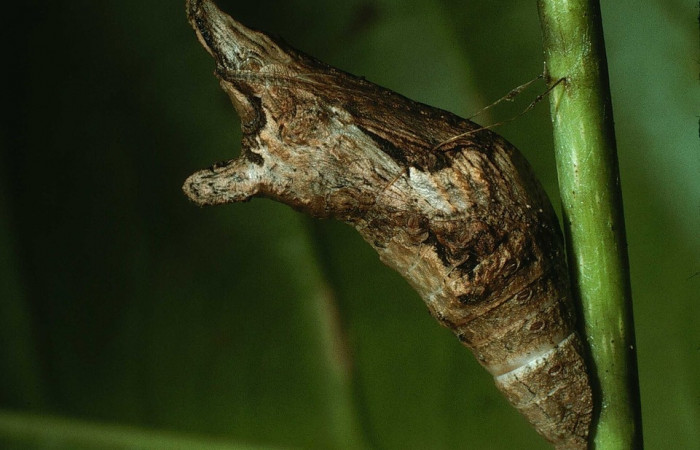 Fig. 9 Ejemlo del estado de pupa de <i>Heraclides autocles</i> (Papilionidae) sobre <i>Piper peltatum</i> (Piperaceae) (03-SRNP-21256-DHJ78591).