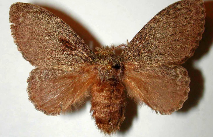 Figura 1. Adulto de <i>Euglyphis maria</i> (Lasiocampidae). Área de Conservación Guanacaste, Sector Santa Rosa. Foto ilustrativa. 00-SRNP-9634-DHJ33170.