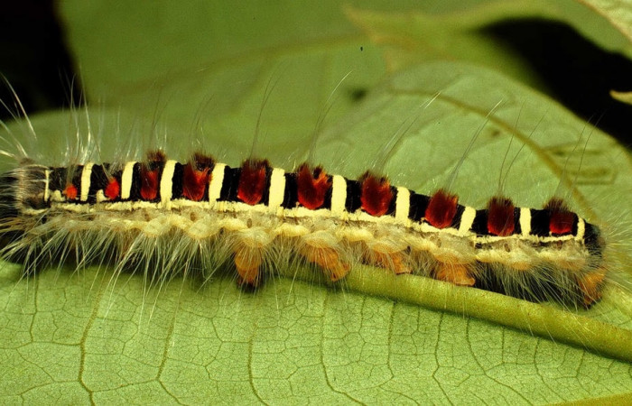 Figura 6. Larva de <i>Euglyphis maria</i> (Lasiocampidae), último estadio, En la hoja de la planta <i>Hampea appendiculata</i> (Malvaceae). Area de Conservación Guanacaste, Sector Cacao, 01-SRNP-1830-DHJ57895.jpg.