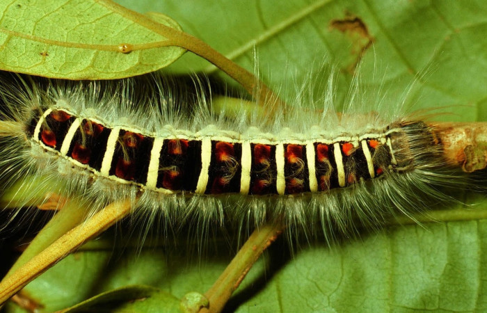 Figura 7. Larva de <i>Euglyphis maria</i> (Lasiocampidae), último estadio, En la hoja de la planta <i>Hampea appendiculata</i> (Malvaceae). Area de Conservación Guanacaste, Sector Cacao, 01-SRNP-1830-DHJ61094.jpg.