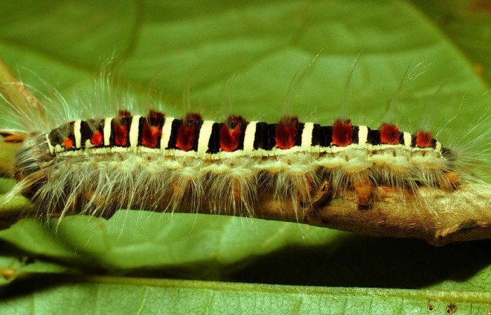 Figura 8. Larva de <i>Euglyphis maria</i> (Lasiocampidae), último estadio, En la hoja de la planta <i>Hampea appendiculata</i> (Malvaceae). Area de Conservación Guanacaste, Sector Cacao, 01-SRNP-1830-DHJ61096.jpg.