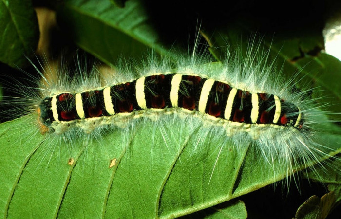 Figura 14. Larva de <i>Euglyphis</i> mariaDHJ01 (Lasiocampidae), último estadio, En la hoja de la planta <i>Nectandra hihua</i> (Lauraceae). Area de Conservación Guanacaste, Sector Cacao, 01-SRNP-2025-DHJ60705.jpg.