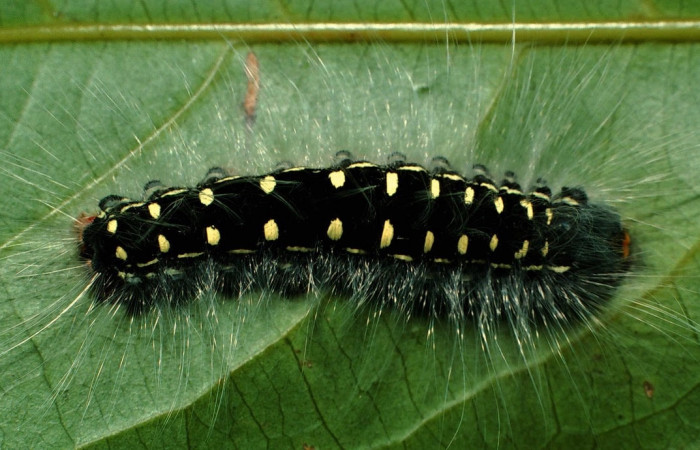 Figura 4. Larva de <i>Euglyphis maria</i> (Lasiocampidae), penúltimo estadio, En la hoja de la planta <i>Ocotea whitei</i> (Lauraceae). Area de Conservación Guanacaste, Sector Cacao, 01-SRNP-6793-DHJ63643.jpg.