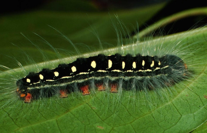Figura 5. Larva de <i>Euglyphis maria</i> (Lasiocampidae), penúltimo estadio, En la hoja de la planta <i>Ocotea whitei</i> (Lauraceae). Area de Conservación Guanacaste, Sector Cacao, 01-SRNP-6793-DHJ63644.jpg.