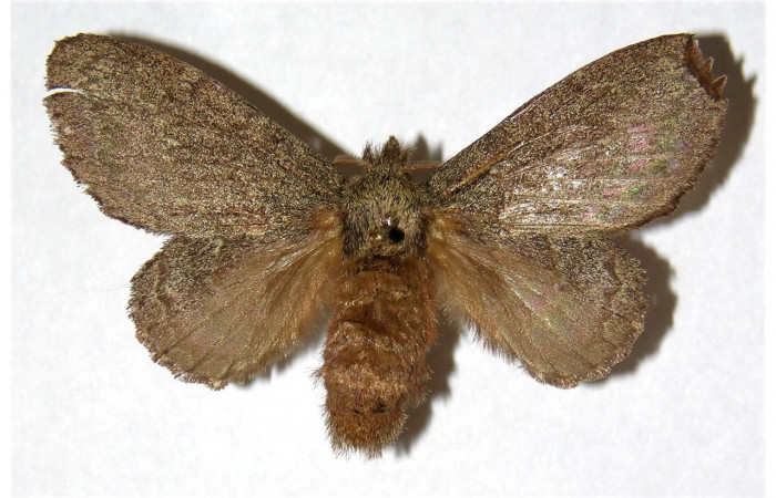 Figura 17. Adulto de <i>Euglyphis</i> mariaDHJ01 (Lasiocampidae). Área de Conservación Guanacaste, Sector Santa Rosa. 05-SRNP-2412-DHJ319566.