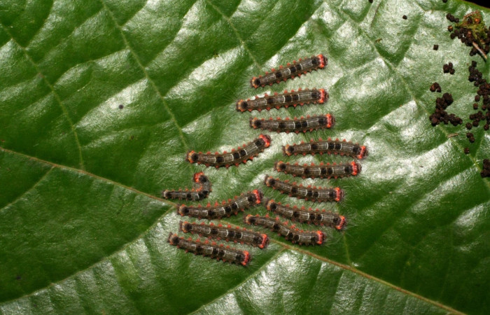 Figura 2. Grupo de larvas, especie <i>Euglyphis maria</i> (Lasiocampidae), tercer estadio. En la hoja de la planta <i>Persea schiedeana</i> (Lauraceae). Area de Conservación Guanacaste, Sector Cacao, 05-SRNP-31895-DHJ404468.jpg.