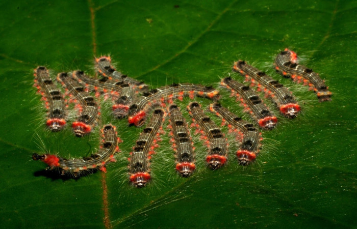 Figura 3. Grupo de larvas, especie <i>Euglyphis maria</i> (Lasiocampidae), tercer estadio, En la hoja de la planta <i>Persea schiedeana</i> (Lauraceae). Area de Conservación Guanacaste, Sector Cacao, 05-SRNP-31895-DHJ404480.jpg.