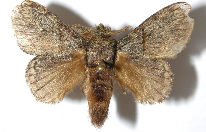 Figura 11. Adulto de <i>Euglyphis</i> mariaDHJ01 (Lasiocampidae). Área de Conservación Guanacaste, Sector Santa Rosa. Foto ilustrativa. 06-SRNP-4143-DHJ349496.