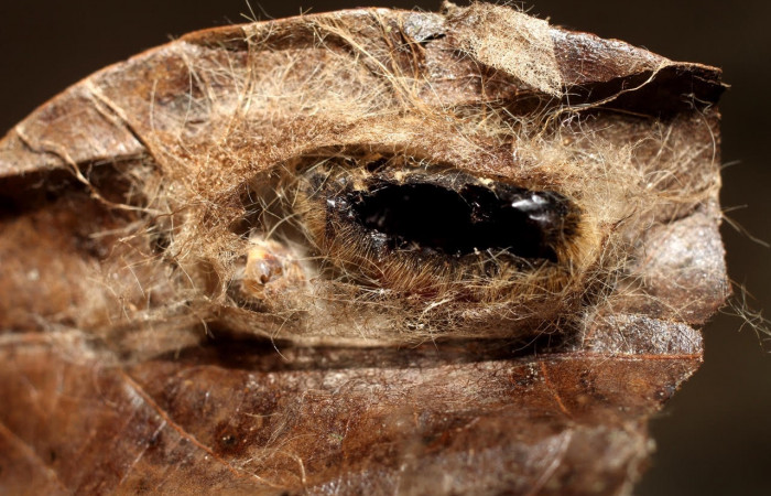 Figura 12. Pupario de <i>Patelloa</i> xanthuraDHJ01 (Tachinidae) parásito de <i>Euglyphis maria</i> (Lasiocampidae). En la planta <i>Damburneya umbrosa</i> (Lauraceae). Área de Conservación Guanacaste, Sector Santa Rosa. 10-SRNP-6257-DHJ498067.jpg.