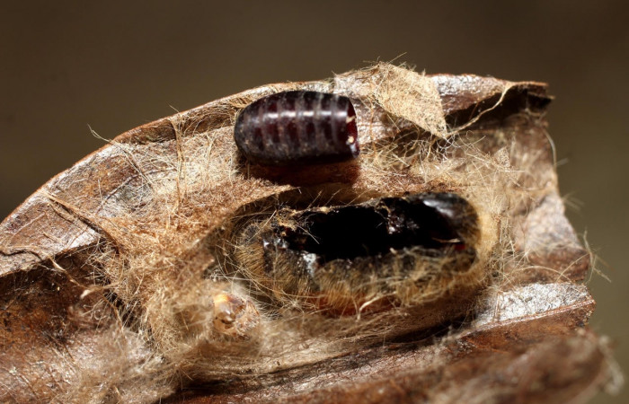Figura 13. Pupario de <i>Patelloa</i> xanthuraDHJ01 (Tachinidae) parásito de <i>Euglyphis maria</i> (Lasiocampidae). En la planta <i>Damburneya umbrosa</i> (Lauraceae). Área de Conservación Guanacaste, Sector Santa Rosa. 10-SRNP-6257-DHJ498068.jpg.