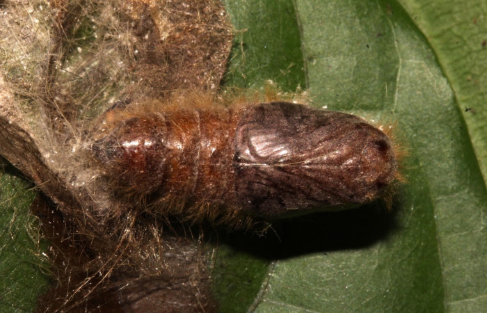 Figura 10. Pupa <i>Euglyphis maria</i> (Lasiocampidae), Posición ventral. . En la hoja de la planta <i>Nectandra hihua</i> (Lauraceae). Área de Conservación Guanacaste, Sector Santa Rosa. 21-SRNP-30926-DHJ787122.jpg.
