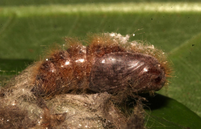 Figura 9. Pupa <i>Euglyphis maria</i> (Lasiocampidae), Posición lateral. En la hoja de la planta <i>Nectandra hihua</i> (Lauraceae). Área de Conservación Guanacaste, Sector Santa Rosa. 21-SRNP-30926-DHJ787122.jpg.