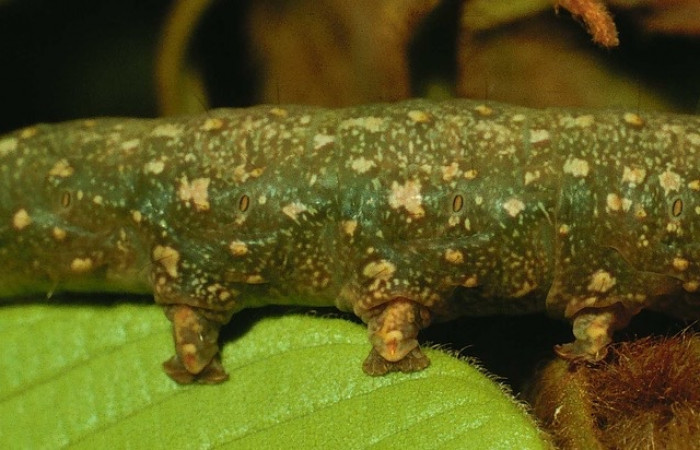 Fig. 4 Larva Argidia aufidia (Erebidae), vista dorsal mide 23mm. Tanquetas, Sector Santa Rosa, 295m. 94-SRNP-728-DHJ26913.