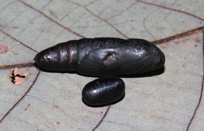 Fig.15. Mostrando pupa de <i>Feigeria buteo</i> con un pupario de la familia Tachinidae. Voucher : 20-SRNP-31446-DHJ778275.jpg.