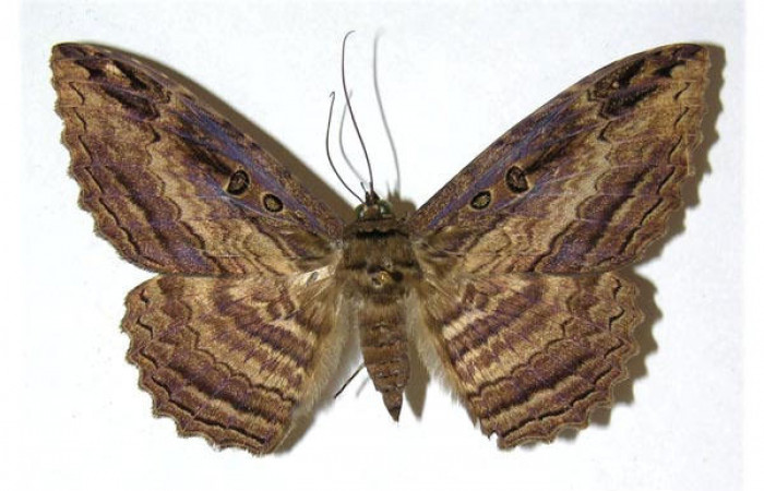 Fig.4. Adulto de <i>Feigeria</i> buteoDHJ05. En posición dorsal. Voucher : 04-SRNP-35663-DHJ312238.jpg.