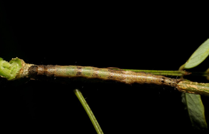 Fig.6. Larva de <i>Feigeria</i> buteoDHJ02. Voucher : 06-SRNP-45928-DHJ415042.jpg.