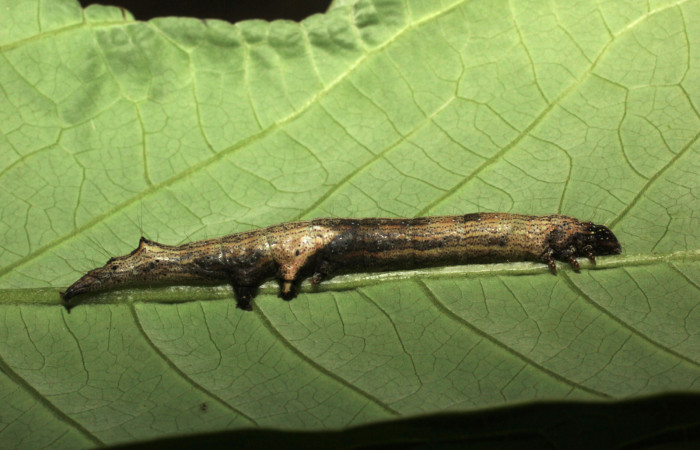 Fig.8. Larva de <i>Feigeria</i> buteoDHJ01. Voucher :14-SRNP-44314-DHJ803347.jpg.