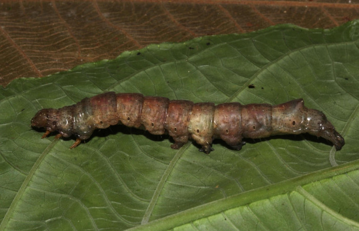Fig.11. Prepupa de <i>Feigeria</i> buteoDHJ02. Voucher :18-SRNP-31515-DHJ746422.jpg.