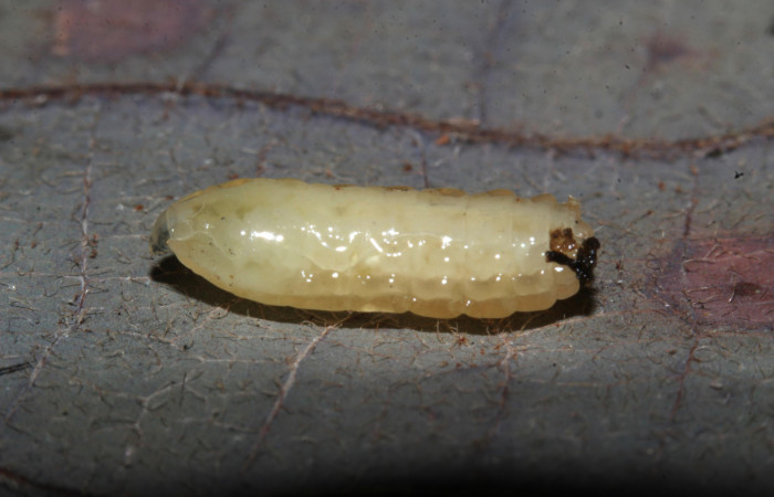 Fig.14. Larva parásito en larva de <i>Feigeria buteo</i>. Voucher : 20-SRNP-32075-DHJ778496.jpg.