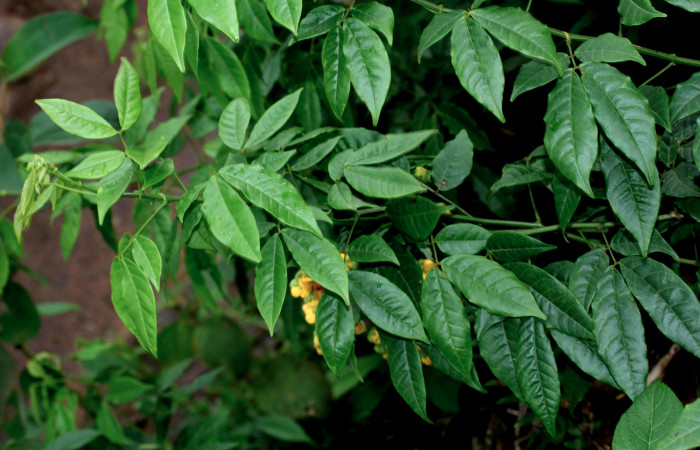 Fig.17. Mostrando planta de <i>Senna undulata</i> (Fabaceae). Planta hospedera de <i>Feigeria</i> buteoDHJ02.   