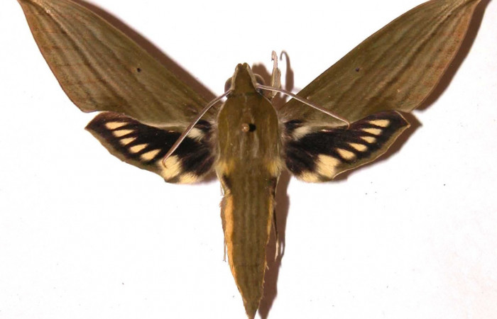 Fig. 01. Macho de <i>Xylophanes striatum</i>, Sphingidae, en vista dorsal, 78mm de longitud. Voucher: 02-SRNP-9672-DHJ35780.jpg.