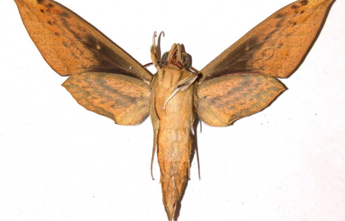Fig.02. Macho de <i>Xylophanes striatum</i>, Sphingidae, en vista ventral, 78mm de longitud. Voucher: 02-SRNP-9672-DHJ35781.jpg.
