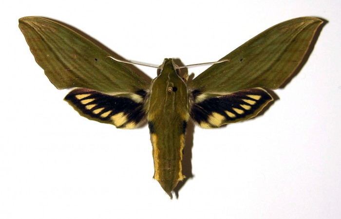 Fig.03. Hembra de <i>Xylophanes striatum</i>, Sphingidae, en vista dorsal, 94mm de longitud. Voucher: 00-SRNP-9718-DHJ95894.jpg