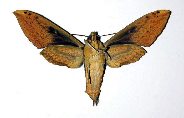 Fig.04. Hembra de <i>Xylophanes striatum</i>, Sphingidae, en vista ventral, 78mm de longitud. Voucher: 00-SRNP-9718-DHJ95895.jpg