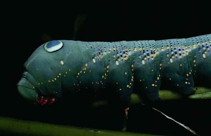 Fig.08. Larva de <i>Xylophanes striatum</i>, Sphingidae, acercamiento lateral de torax, último estadío, 73mm de longitud. Voucher: 90-SRNP-131-DHJ12358.jpg.