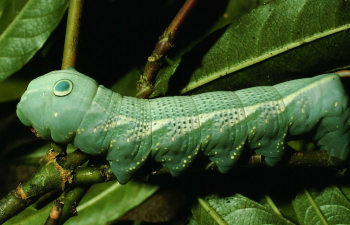 Fig.09. Larva de <i>Xylophanes striatum</i>, Sphingidae, vista lateral, último estadío, 73mm de longitud. Voucher: 97-SRNP-11104-DHJ43945.jpg.