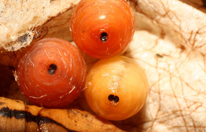 Fig.13. Puparios parasitoides de <i>Xylophanes striatum</i>, Sphingidae, vista frontal de puparios parasitoides recién formados. Voucher: 13-SRNP-36136-DHJ490427.jpg.