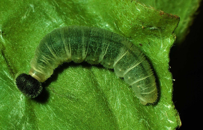  Larva en posición dorsal de <i>Staphylus vulgata</i> (Hesperiidae), U estadio. Sector El Hacha, Estación Los Almendros. Voucher 97-SRNP-4284-DHJ42466.jpg.
