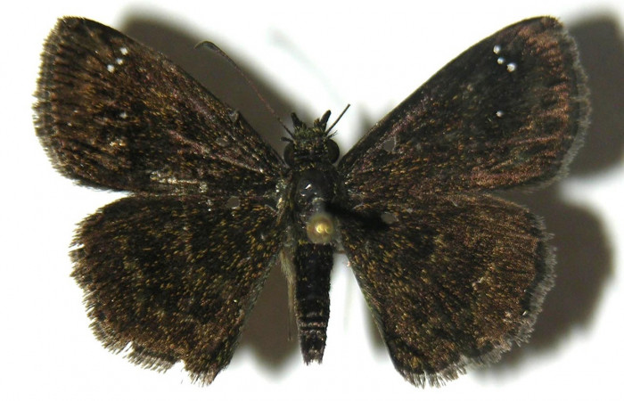  Adulto en posición dorsal de <i>Staphylus carabbea</i> (Hesperiidae). Sector Rincon Rain Forest, Puente Rió Negro. Voucher  04-SRNP-42021-DHJ304748.