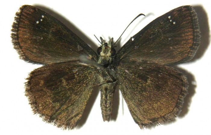  Adulto en posición ventral de <i>Staphylus carabbea</i> (Hesperiidae). Sector Rincon Rain Forest, Puente Rió Negro. Voucher  04-SRNP-42021-DHJ304749.