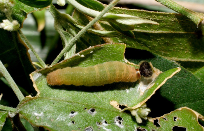  Larva en posición dorsal de <i>Staphylus ascalaphus</i> (Hesperiidae), PU estadio. Sector Mundo Nuevo, Estación La Perla. Voucher 07-SRNP-55651-DHJ422926.jpg.