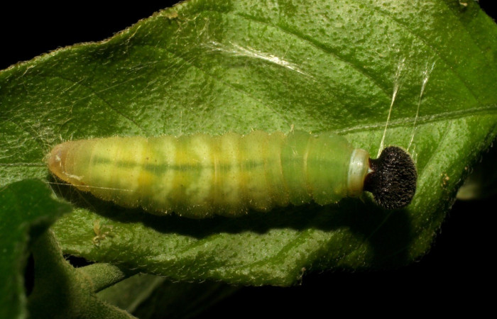  Larva en posición dorsal de <i>Staphylus vulgata</i> (Hesperiidae), prepupa. Sector Mundo Nuevo, La Perla. Voucher 05-SRNP-59434-DHJ408716.jpg.