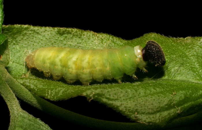  Larva en posición lateral de <i>Staphylus vulgata</i> (Hesperiidae), prepupa. Sector Mundo Nuevo, La Perla. Voucher 05-SRNP-59434-DHJ408717.jpg.