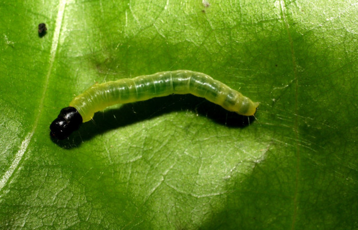 Figura 31. Larva <i>Anadasmus</i> Janzen26 (Depressariidae), último estadío (U) vista dorsal, localidad Quebrada Raíz, Sector Del Oro ACG (280m). Voucher: 06-SRNP-23260-DHJ424860.jpg.