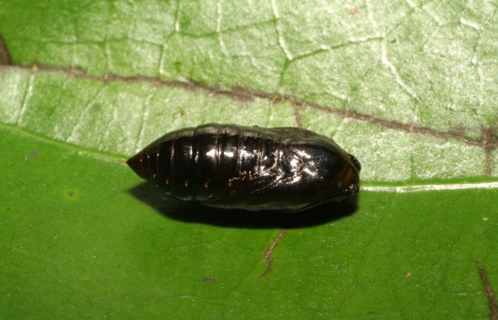 Figura 5. Pupa de <i>Anadasmus</i> Janzen25 (Depressariidae), vista dorsal, localidad Vochysia, Sector Rincón Rain Forest ACG (320m). Voucher: 07-SRNP-42134-DHJ427803.jpg.