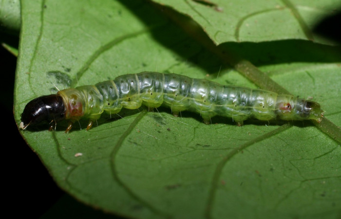 Figura 27. Larva <i>Anadasmus</i> Janzen08 (Depressariidae), último estadío (U) vista lateral, localidad Sendero Cima, Sector Cacao ACG (1460m). Voucher: 08-SRNP-36399-DHJ441596.jpg.