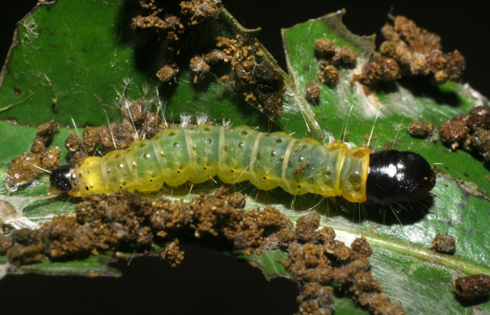 Figura 25. Larva <i>Anadasmus</i> Janzen17 (Depressariidae), último estadío (U) vista dorsal, localidad Río Blanco Abajo, Sector San Cristóbal ACG (500m). Voucher: 08-SRNP-5177-DHJ444662.jpg.